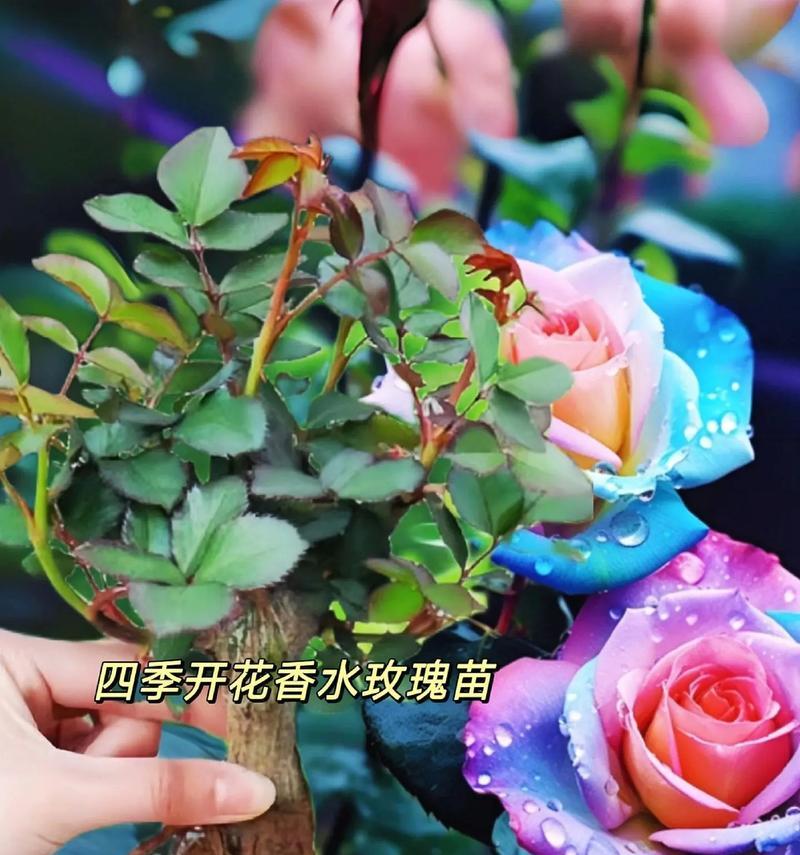 如何种植多个玫瑰花？