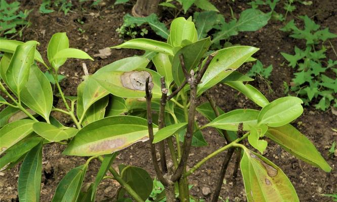 怎么保存植物表皮干燥？有哪些方法？