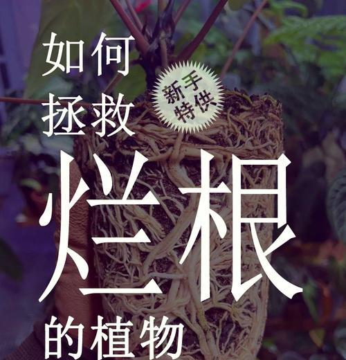 植物根部腐烂的原因是什么？