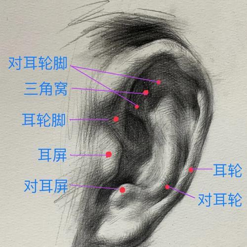 动植物手册绘画技巧？如何快速上手？