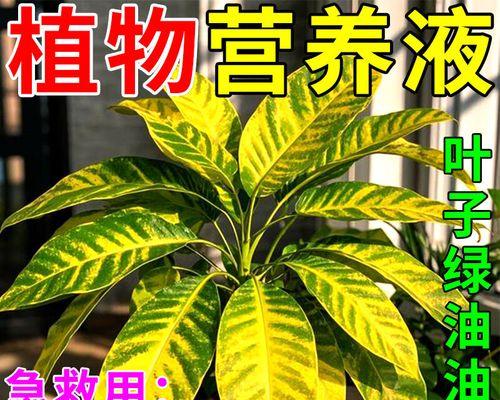 植物黄叶后能存活多久？如何治疗植物的黄叶问题？