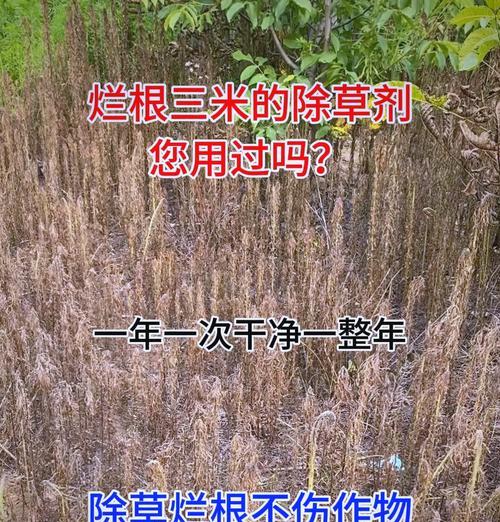 植物虫害如何根除？有哪些有效的方法？