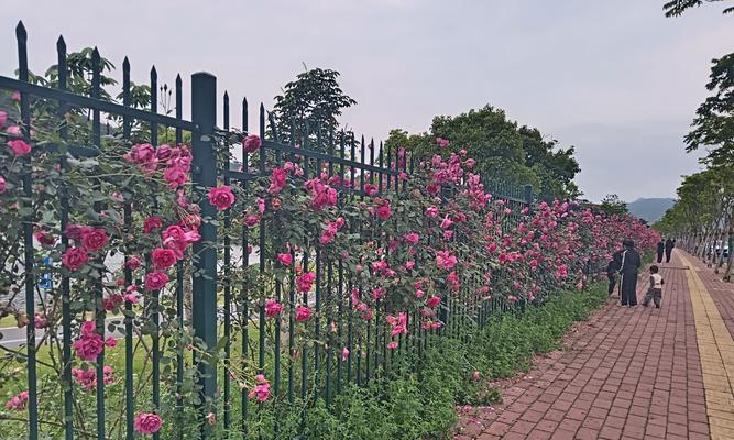 围栏周围适合种植哪些植物？从前围栏植物的选择有哪些？