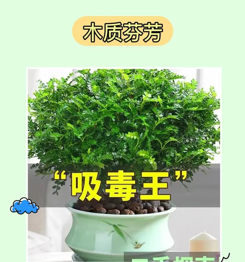 哪些室内植物能有效去除甲醛？