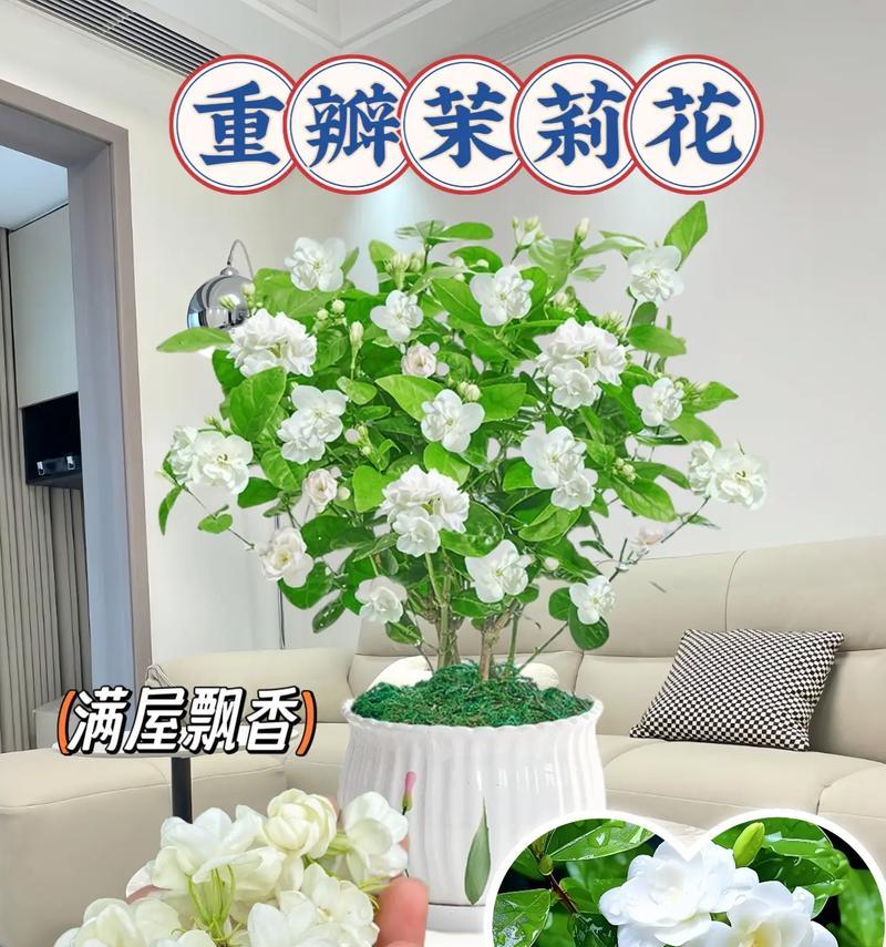 小型茉莉盆栽养护技巧有哪些？