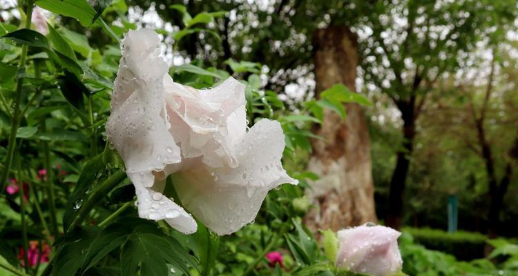 浆水花的花语代表了什么？