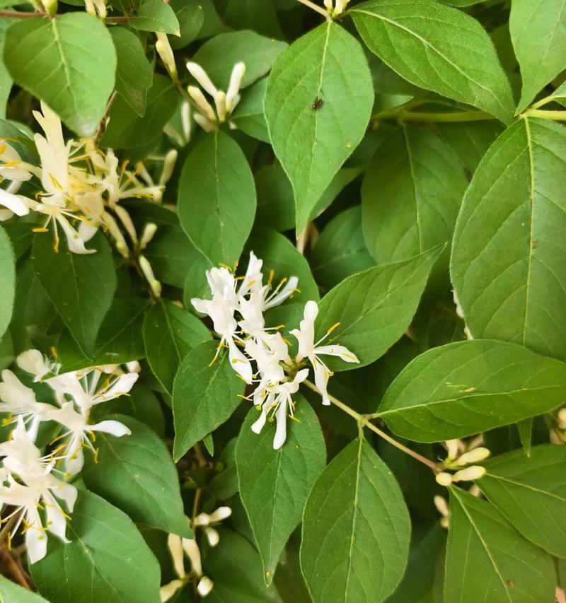 纯白色花朵的花语是什么？代表了哪些情感？