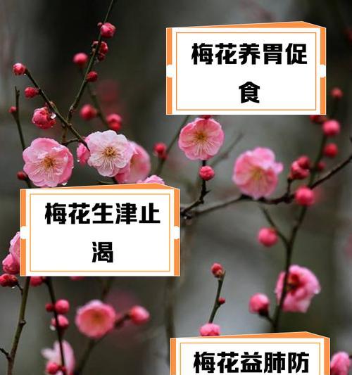 梅花与向日葵的花语有何不同？各自代表什么？