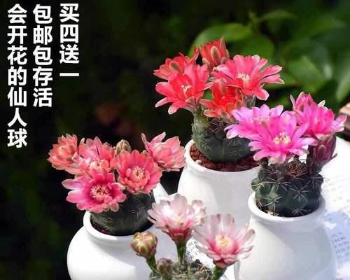 川崎极光的花语代表了什么？