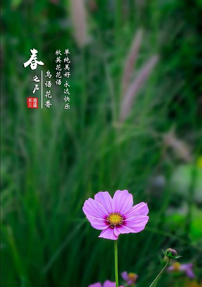 什么花的花语代表永远守护？