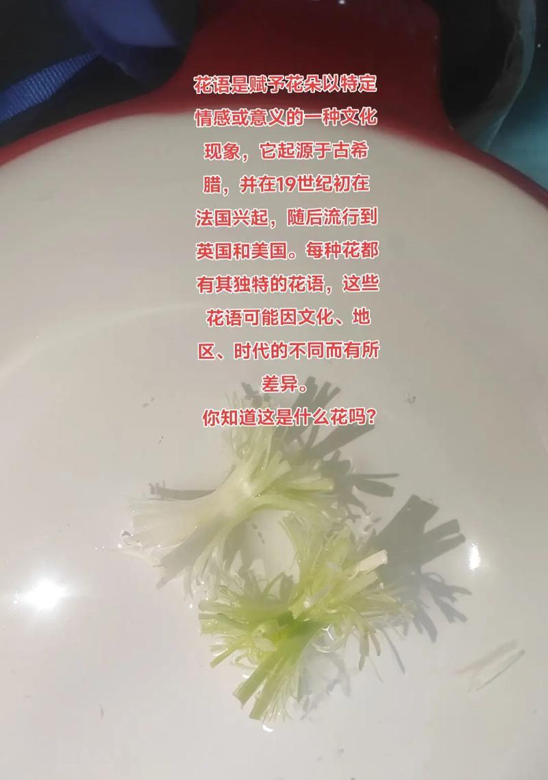 哪种花表达“别讨厌我”的情感？它的花语是什么？