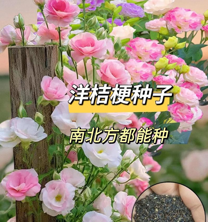 桔梗花的花语与寓意有哪些？