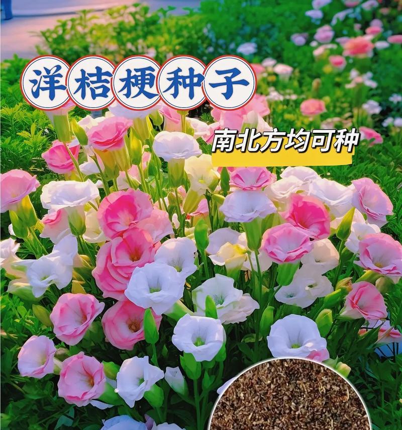 桔梗花的花语与寓意有哪些？