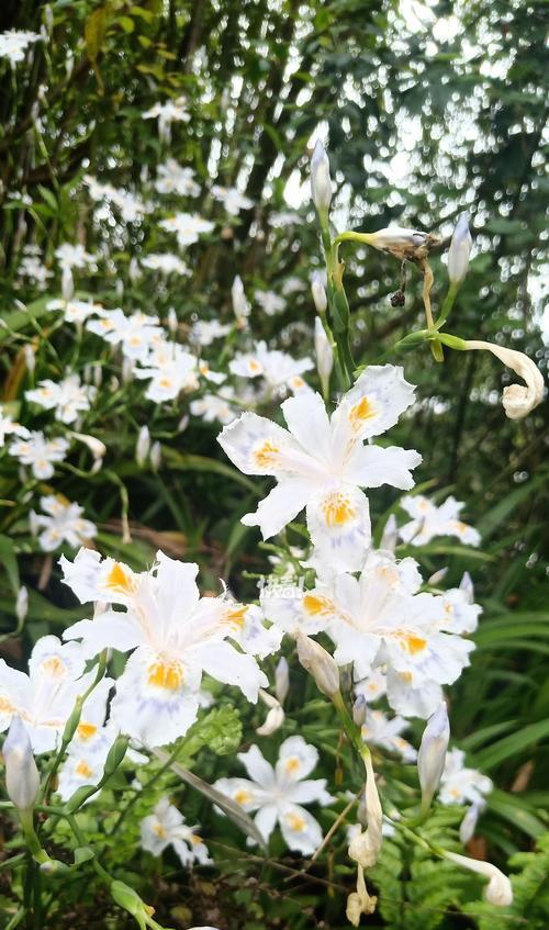 雪鸢尾花传递了哪些花语？