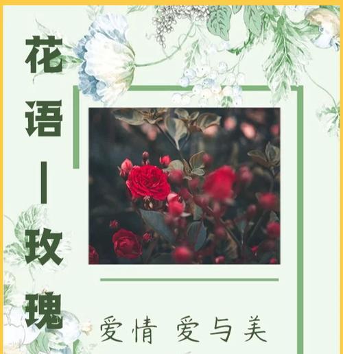 哪种花的花语最能代表爱情？