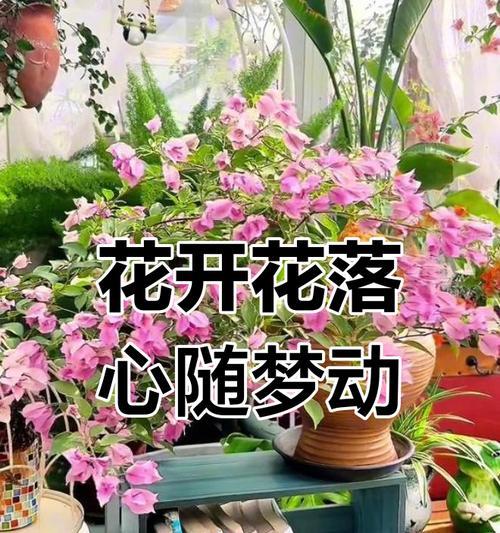 哪种花代表坚持热爱？