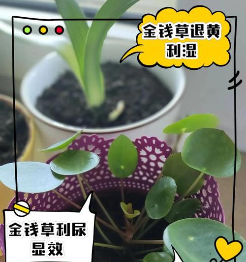 金钱草的花语代表什么含义？