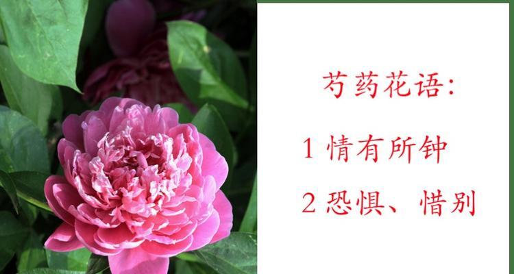 谁能准确说出某花的花语？它在花语中代表了什么？